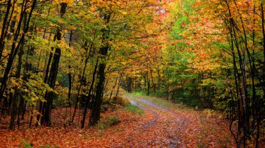 Quebec kırsalında sonbahar zamanı manzara yolu