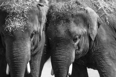 İki filin yakın plan çekimi.