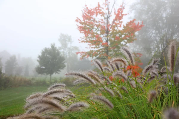 Herbe Plumes Devant Des Arbres Automne Colorés Pris Dans Brouillard — Photo