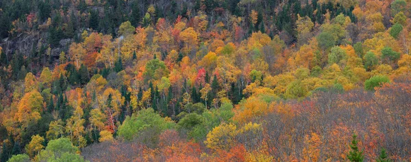 魁北克省山区的落叶 — 图库照片