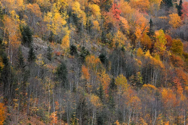 Quebec Dağlarında Yapraklar Dökülüyor — Stok fotoğraf