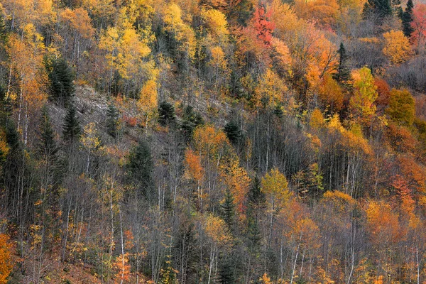 Feuillage Automne Dans Les Montagnes Québec — Photo