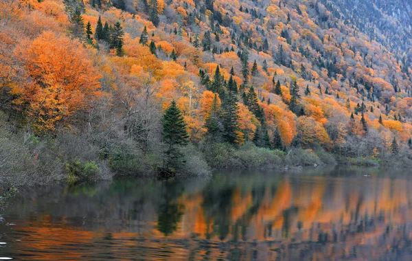 Осінній Пейзаж Parc National Jacques Cartier — стокове фото