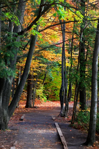 Árvores Outono Coloridas Província Quebec — Fotografia de Stock