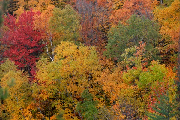 Podzimní Listí Pohoří Quebec — Stock fotografie