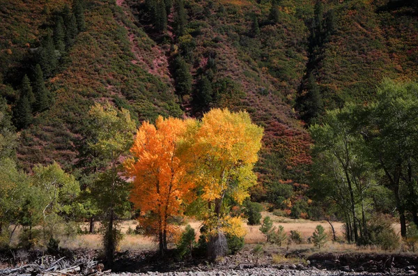 Цветные Осенние Деревья Подножия Холма Колорадо — стоковое фото