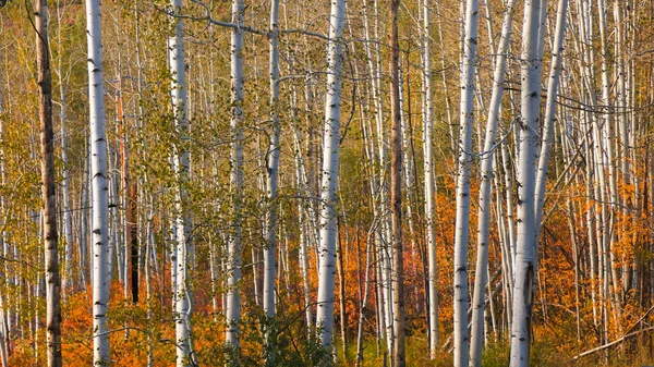 Wiersz Drzew Aspen Jesienią Pobliżu Aspen Kolorado — Zdjęcie stockowe