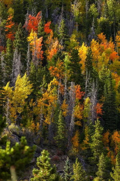 秋の紅葉の山の上のカラフルな木 — ストック写真