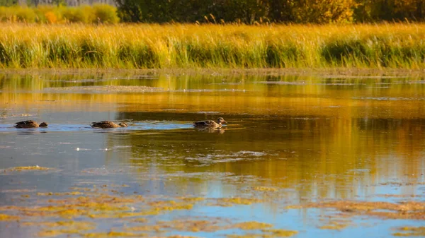 Oies Canadiennes Dans Lac Automne — Photo