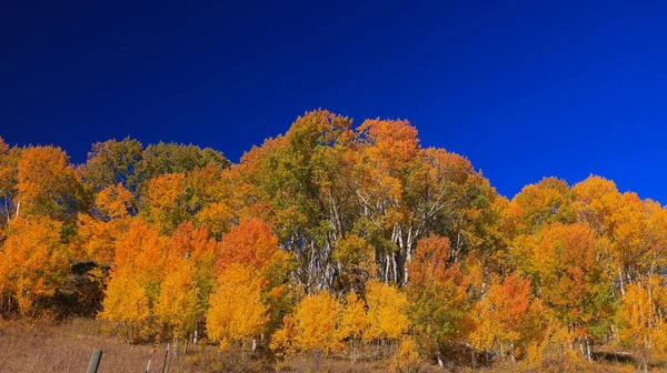 Kleurrijke Bomen Herfst Langs Laatste Dollarweg Colorado — Stockfoto