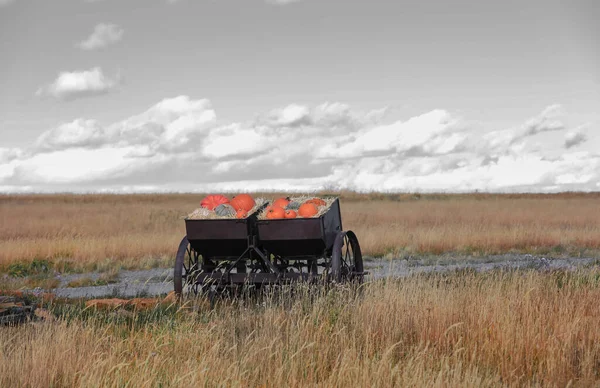 Twee Karren Met Pompoenen Midden Prairie — Stockfoto