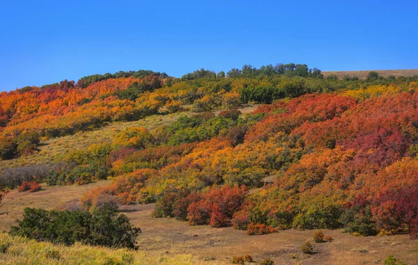 Kleurrijke Struiken Herfst Langs Laatste Dollar Weg Colorado — Stockfoto