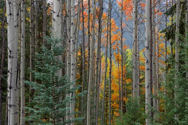 Close Tiro Árvores Aspen Início Outono — Fotografia de Stock