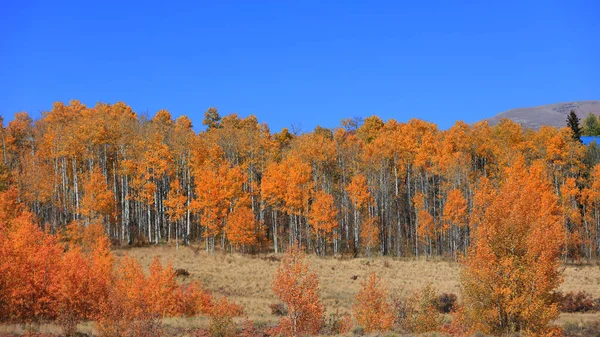 Herbstlaub Der Nähe Von Jefferson Colorado — Stockfoto