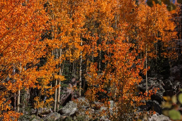 Podzimní Stromy Své Vrcholové Barvě Národním Parku Skalistých Hor — Stock fotografie