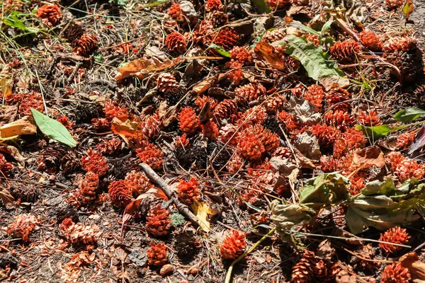 Sonbaharda Yerde Bir Sürü Kozalak Olur — Stok fotoğraf