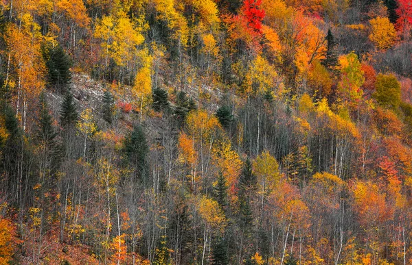 Kleurrijke Aspen Bomen Vallen Gebladerte Colorado — Stockfoto