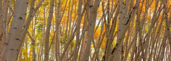 Banner Aspen Trees Autumn Time Aspen Colorado — Stock Photo, Image