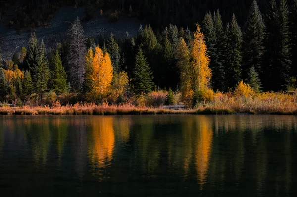 湖中山杨和松树的倒影 — 图库照片