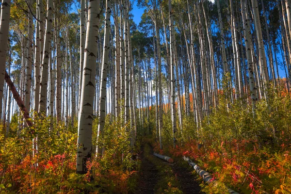 Aspen Ağaçlarının Sırası Sonbahar Zamanı Colorado Marble Yakınlarında — Stok fotoğraf