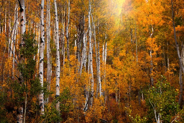 Sinal Sol Através Árvores Coloridas Outono — Fotografia de Stock