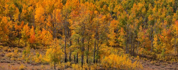 Panoramiczny Widok Jasnych Jesiennych Drzew Górach San Juan — Zdjęcie stockowe
