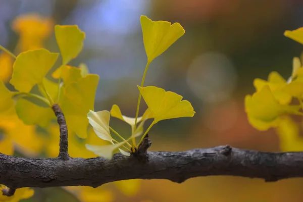 Foto Ravvicinata Delle Foglie Ginko Autunno — Foto Stock