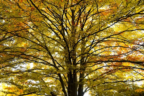 Árbol Roble Otoño Vista Desde Abajo — Foto de Stock