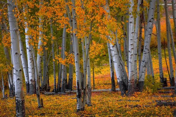 Árvores Coloridas Aspen Floresta Outono — Fotografia de Stock
