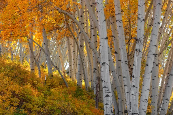 San Juan Dağlarında Güzel Aspen Ağaçları — Stok fotoğraf