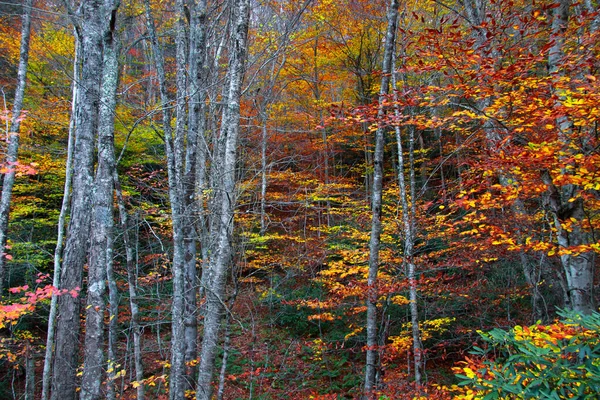 Árvores Outono Brilhantes Floresta Nacional Allegheny — Fotografia de Stock