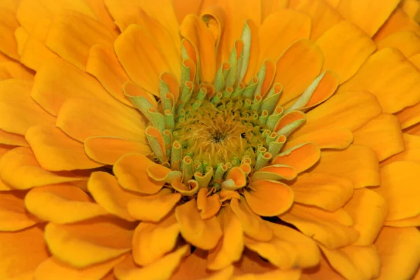 Extreme Close Shot Zinnia Flower — Stock Photo, Image