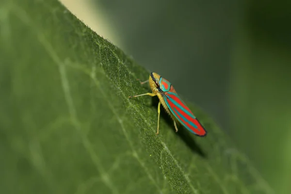 Primo Piano Colpo Bella Tramoggia Foglia Colorata — Foto Stock