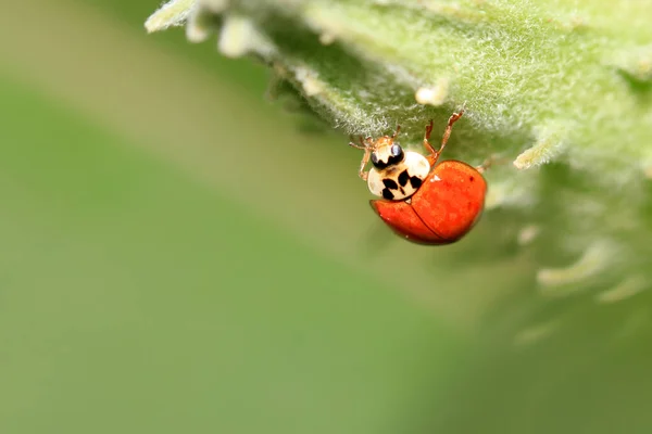 Extremo Primer Plano Lady Bug Una Hoja — Foto de Stock