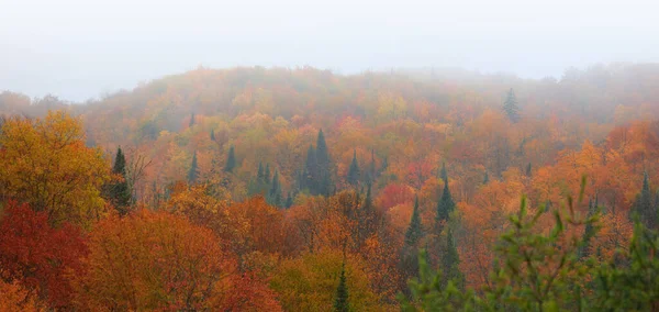 霧に包まれた明るい秋の木々 — ストック写真