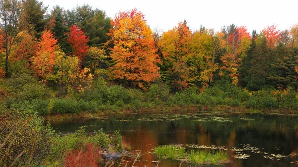 池塘边的秋树全景 — 图库照片