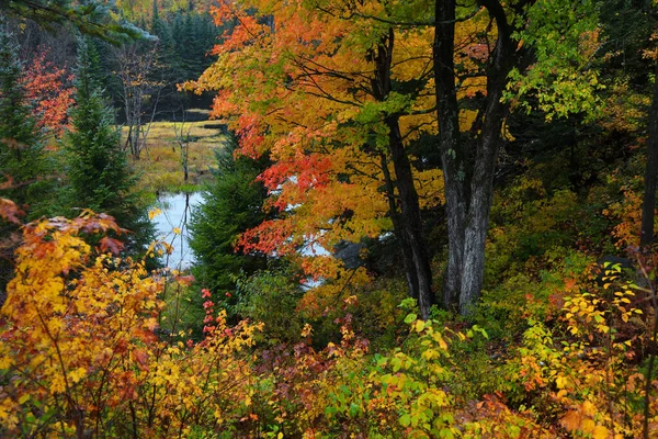 Heldere Herfstbomen Bij Vijver — Stockfoto