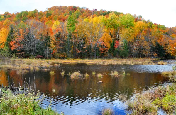 Herfst Boom Reflecties Lac Chat Mont Tremblant Nationaal Park — Stockfoto