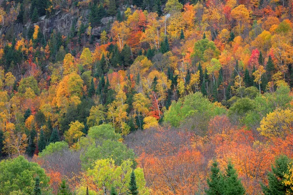 魁北克五彩缤纷的秋天树 — 图库照片