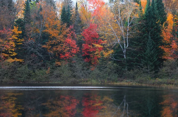 Árboles Otoño Junto Lago —  Fotos de Stock