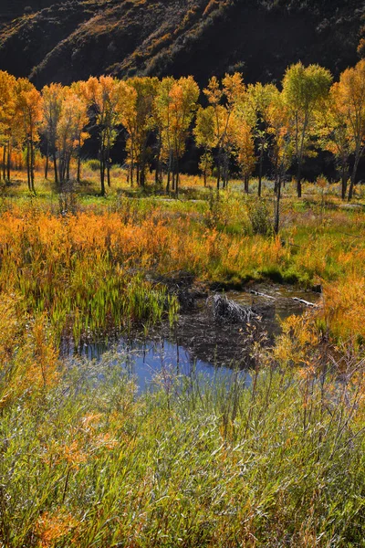 Aspen Alberi Pioppo Colorado Inizio Autunno — Foto Stock