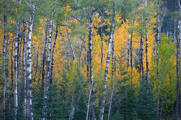 Sonbahar Zamanı Aspen Ağaçlarının Yakın Çekim Görüntüleri — Stok fotoğraf