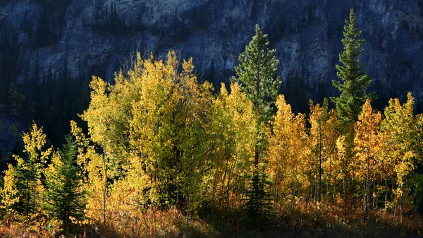 Jasné Barvy Aspen Stromy Podzimním Čase — Stock fotografie