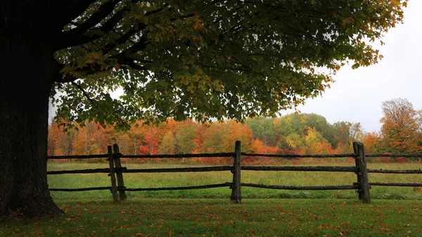 Kleurrijke Herfstbomen Provincie Quebec — Stockfoto