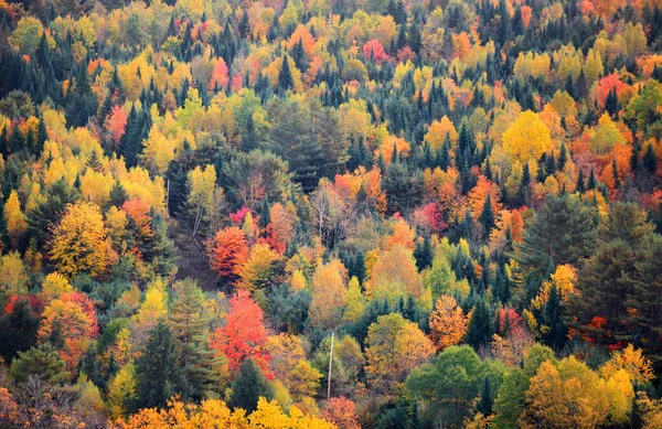 Canopy Árboles Caídos Las Montañas Apalaches Vermont —  Fotos de Stock