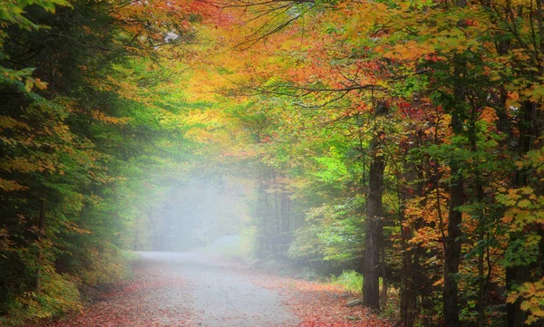 Morning Fog Autumn Alley — Stock Photo, Image