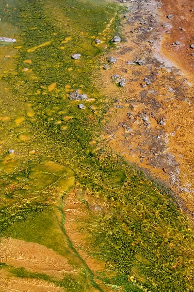 Sülfür Gayzerinde Termofil Bakterisi Yellowstone Ulusal Parkı — Stok fotoğraf
