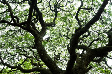 Büyük yaşlı ağacın yakın çekimi.