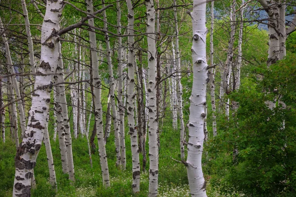 Sonbaharın Başlarında Aspen Ağaçlarının Yakın Çekim Görüntüleri — Stok fotoğraf