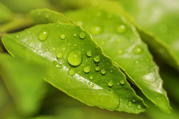 Close Shot Curry Leaves Water Droplets — Stok Foto